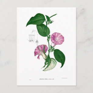 Morgenruhm (Argyreia sp.) Postkarte