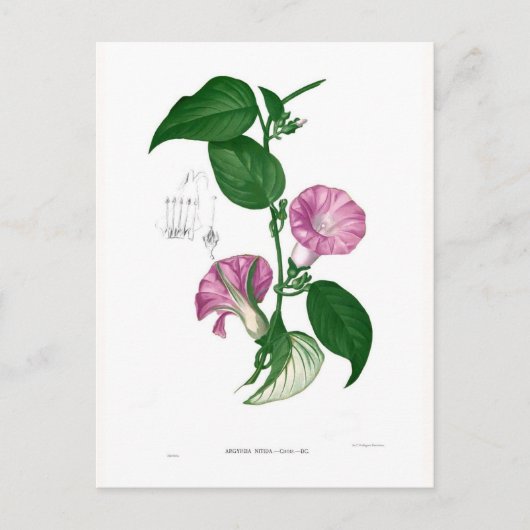 Morgenruhm (Argyreia sp.) Postkarte (Vorderseite)