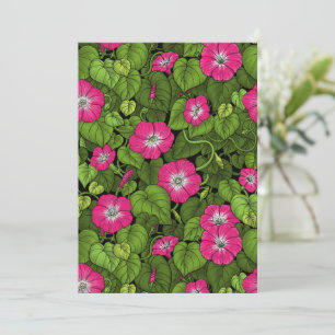 Morgenruhm in Rosa und Grün