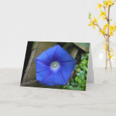 Morgenruhm, Karte (Gelbe Blume)