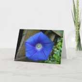 Morgenruhm, Karte (Vorderseite)