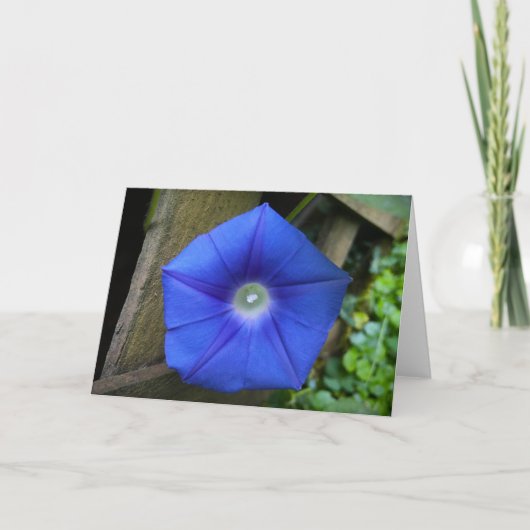 Morgenruhm, Karte (Vorderseite)