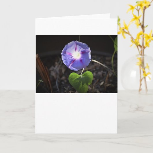 Morgenruhm, Karte (Gelbe Blume)