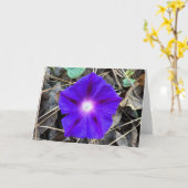 Morgenruhm, Karte (Gelbe Blume)
