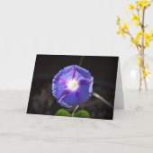 Morgenruhm, Karte (Gelbe Blume)