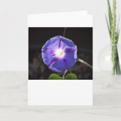 Morgenruhm, Karte (Vorderseite)