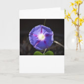 Morgenruhm, Karte (Gelbe Blume)