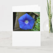 Morgenruhm, Karte (Vorderseite)