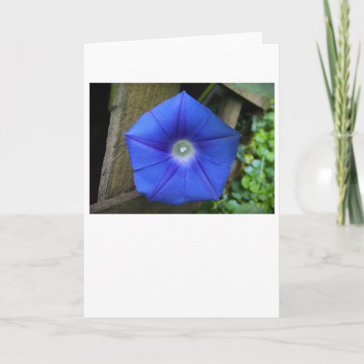 Morgenruhm, Karte (Vorderseite)