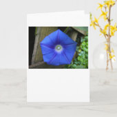 Morgenruhm, Karte (Gelbe Blume)