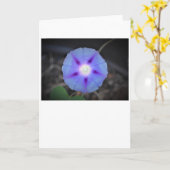 Morgenruhm, Karte (Gelbe Blume)