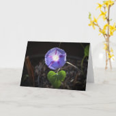 Morgenruhm, Karte (Gelbe Blume)