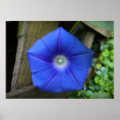 Morgenruhm Poster (Vorne)