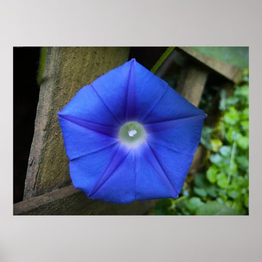 Morgenruhm Poster (Vorne)