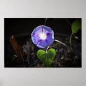 Morgenruhm Poster (Vorne)