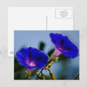 Morgenruhm und Bedeutung Postkarte (Vorne/Hinten)