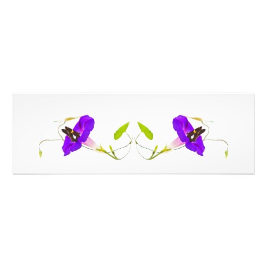 Morgenruhm und Schmetterling Fotodruck (Vorne)