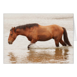 Morgenschwimmen für ein Pferd