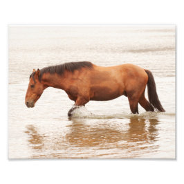 Morgenschwimmen für ein Pferd Fotodruck
