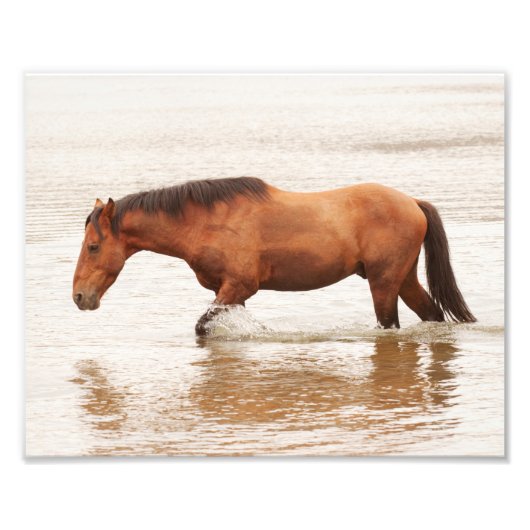 Morgenschwimmen für ein Pferd Fotodruck (Vorne)