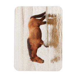 Morgenschwimmen für ein Pferd Magnet