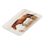 Morgenschwimmen für ein Pferd Magnet (Linke Seite)