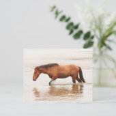 Morgenschwimmen für ein Pferd Postkarte (Stehend Vorderseite)