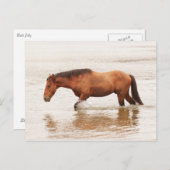 Morgenschwimmen für ein Pferd Postkarte (Vorne/Hinten)