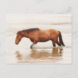 Morgenschwimmen für ein Pferd Postkarte