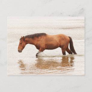 Morgenschwimmen für ein Pferd Postkarte