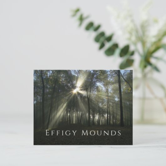 Morgensonne durch Bäume, Effigy Mounds, IA Postkarte (Stehend Vorderseite)
