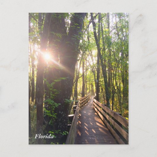 Morgensonnenaufgang in Florida Postkarte (Vorderseite)