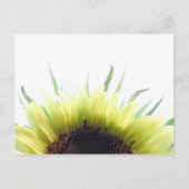 Morgensonnenblume Postkarte (Vorderseite)