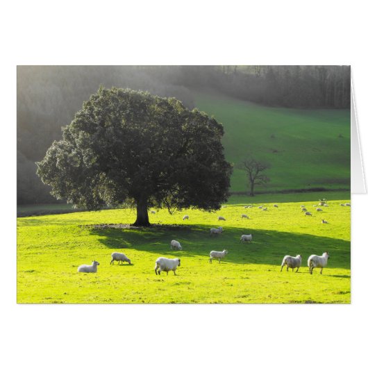 Morgensonnenkarte (Vorderseite (Horizontal))