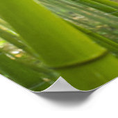 Morgensonnenlicht durch Bambus filtriert Poster (Ecke)