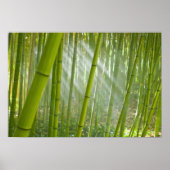 Morgensonnenlicht durch Bambus filtriert Poster (Vorne)