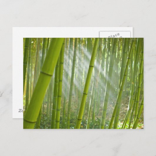 Morgensonnenlicht durch Bambus filtriert Postkarte (Vorne/Hinten)