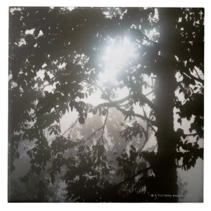 Morgensonnenlicht durch Laub des Dschungels Fliese