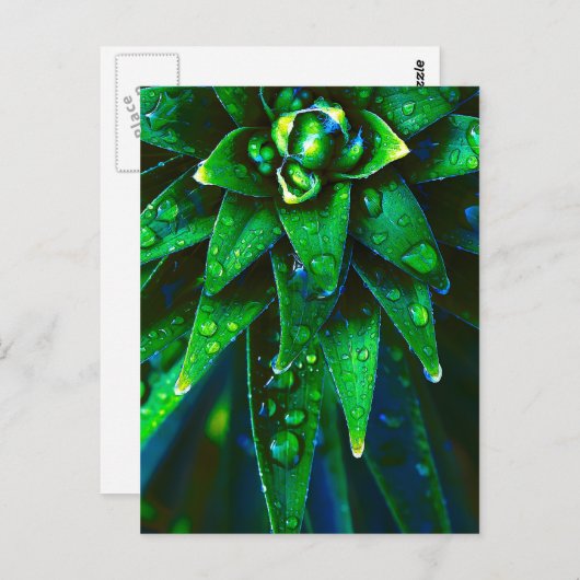 Morgensterben in der Pflanze Postkarte (Vorne/Hinten)