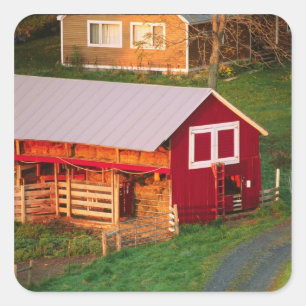Morgenstunden auf dem Bauernhof. USA, Vermont Quadratischer Aufkleber