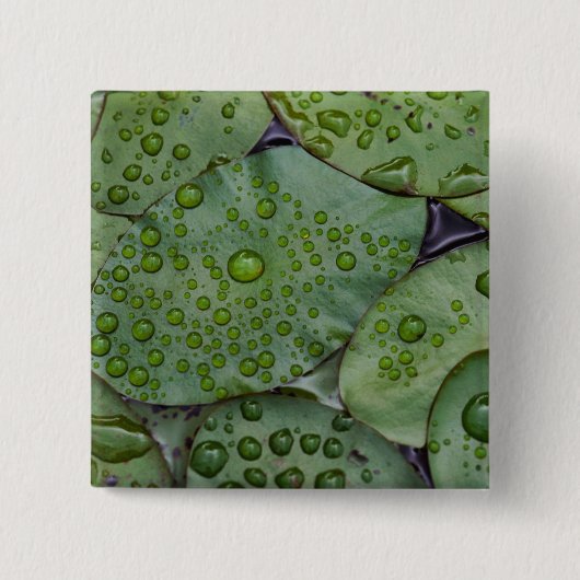 Morgentau auf Seerosenblättern, Laurel Button (Vorderseite)