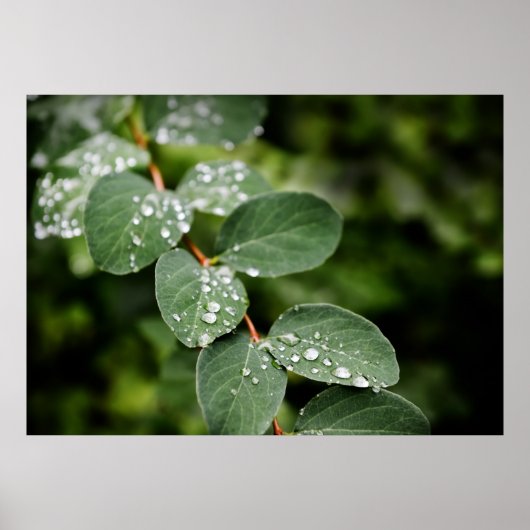 Morgentau im Garten Poster (Vorne)