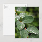 Morgentau im Garten Postkarte (Vorne/Hinten)