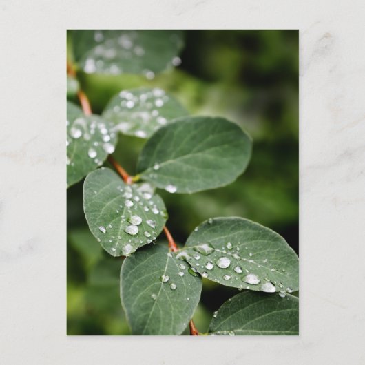 Morgentau im Garten Postkarte (Vorderseite)