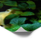 Morgentaub, Poster (Ecke)