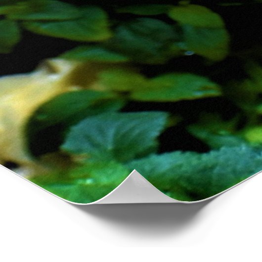 Morgentaub, Poster (Ecke)