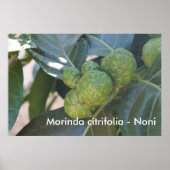 Morinda citrifolia - Noni Poster (Vorne)