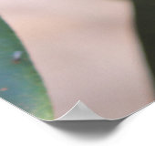 Morinda citrifolia - Noni Poster (Ecke)