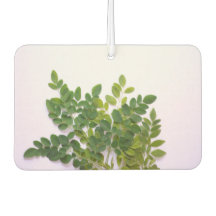 Moringa Blätter mit Textfläche