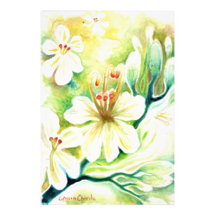Moringa Blume Fotodruck